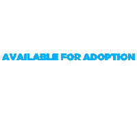 onetailatatimechicago adopt adoption available otat Sticker
