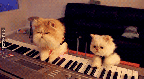 Cats Keyboard GIF