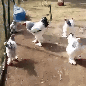 Brahma Chickens Strut Their Stuff on the Farm