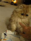 adorable GIF