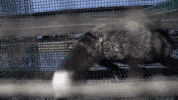 oikeuttaelaimille fox finland fur suomi GIF