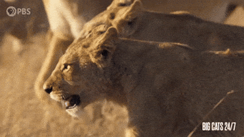 Walk Together Season 2 GIF by PBS