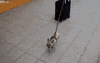 dog travel GIF by Rover.com