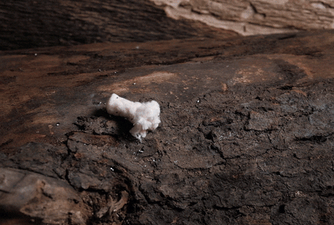 ExotacInc giphyupload GIF