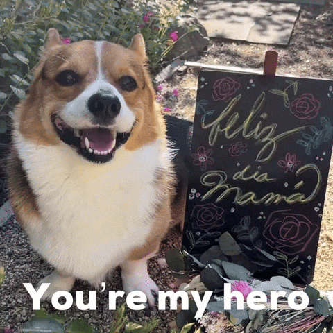 Dog Corgi GIF
