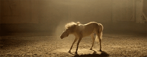 horse GIF
