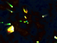 MFDtheArtist dance art trippy weird GIF