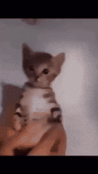 Ahadhasan71 cat car cats cute cat GIF