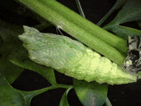 Time Lapse Garden GIF by Ansel Oommen