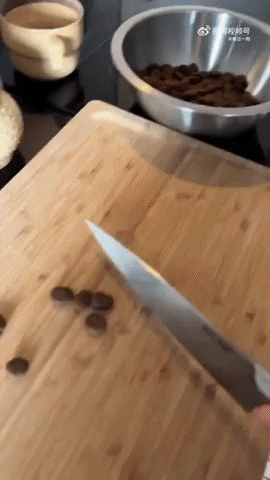 cuteanimalland giphyupload GIF