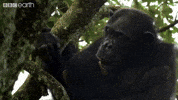 friends love GIF by BBC Earth