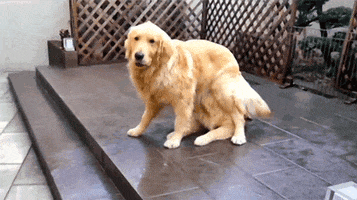 dogs magic does exist GIF by Digg