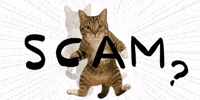 Cat Warning GIF