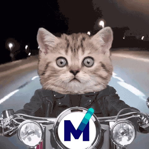 MXC_Foundation cat crypto iot mxc GIF