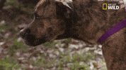 pupparazzi puppy potty face GIF by Nat Geo Wild