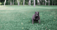 murphy GIF by dani