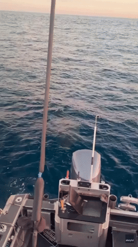 'Give Her a Pat, Mate!': Great White Shark Circles Boat