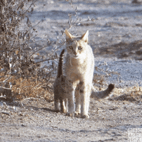 Natures Great Events Cats GIF by BBC America