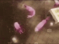 shrimps dancing to new order