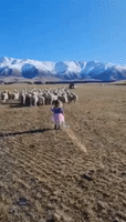 Toddler Gives Herding Sheep a Fairy Tale Twist at New Zealand Farm
