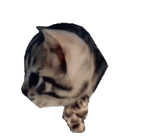 Cat Kitty Sticker