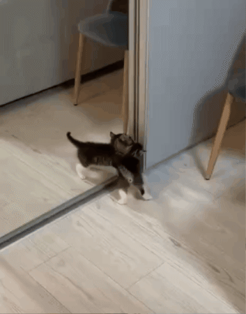 romanoff2402 giphygifmaker GIF