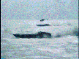 nhathongnguyen giphyupload GIF