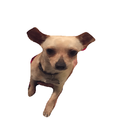 Puppy Sticker by imoji