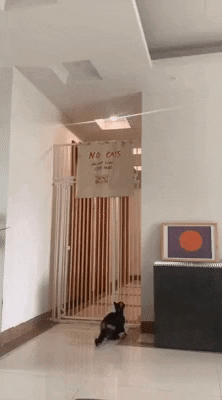 cuteanimalland giphyupload GIF