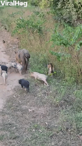 Monkey Rides on Piglet's Back