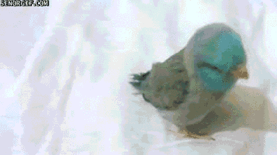 parrot dancing GIF by Cheezburger
