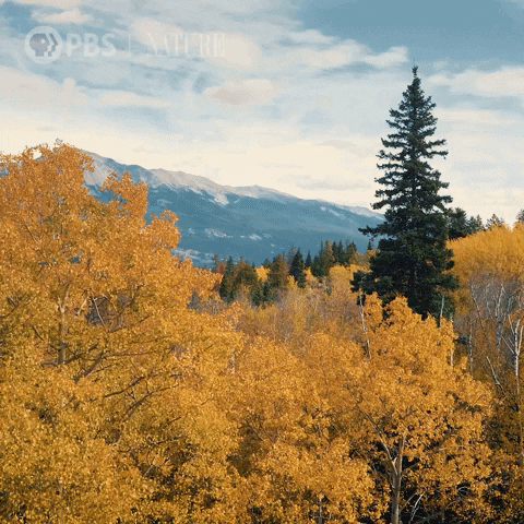 Fall Autumn GIF by Nature on PBS