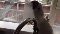 Frustrated Bird Plagued by Tissue Paper
