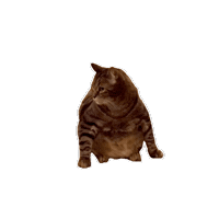 Looking Look Around Sticker