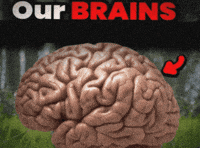 Our Brains GIF