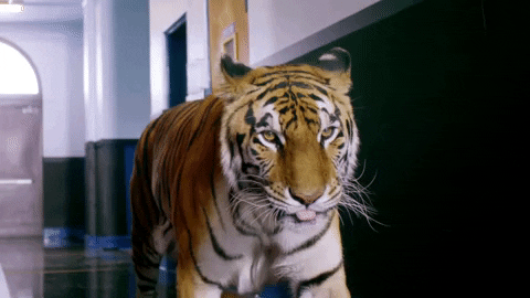 gucci gang GIF by Lil Pump