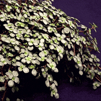 Happy Plant GIF by AquariumMe