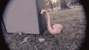 sub pop running GIF by Sub Pop Records