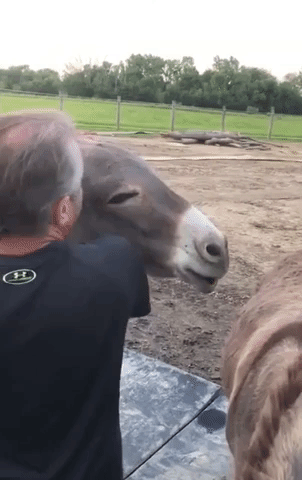 Man Cradles Donkey to 'Over The Rainbow'