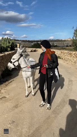 Rare Albino Donkey Captivated by Goats in Malta