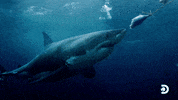 Snoop Dogg GIF by Shark Week