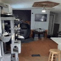 Cat Lady GIF by Respective