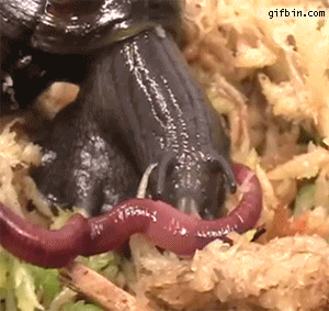 worm GIF