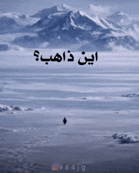 Lonely Penguin GIF