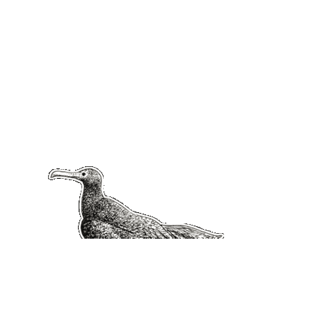 Wildlife Conservation Bird Sticker by The Wild Curiosity