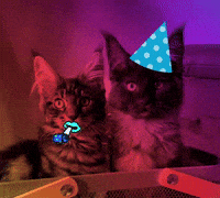 Cat Party GIF