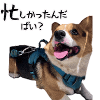 Corgi Milo Sticker
