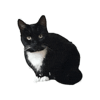 Tuxedo Cat Sticker