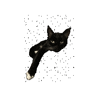 Unimpressed Tuxedo Cat Sticker