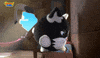 Angry Cat GIF by HangryPetz
